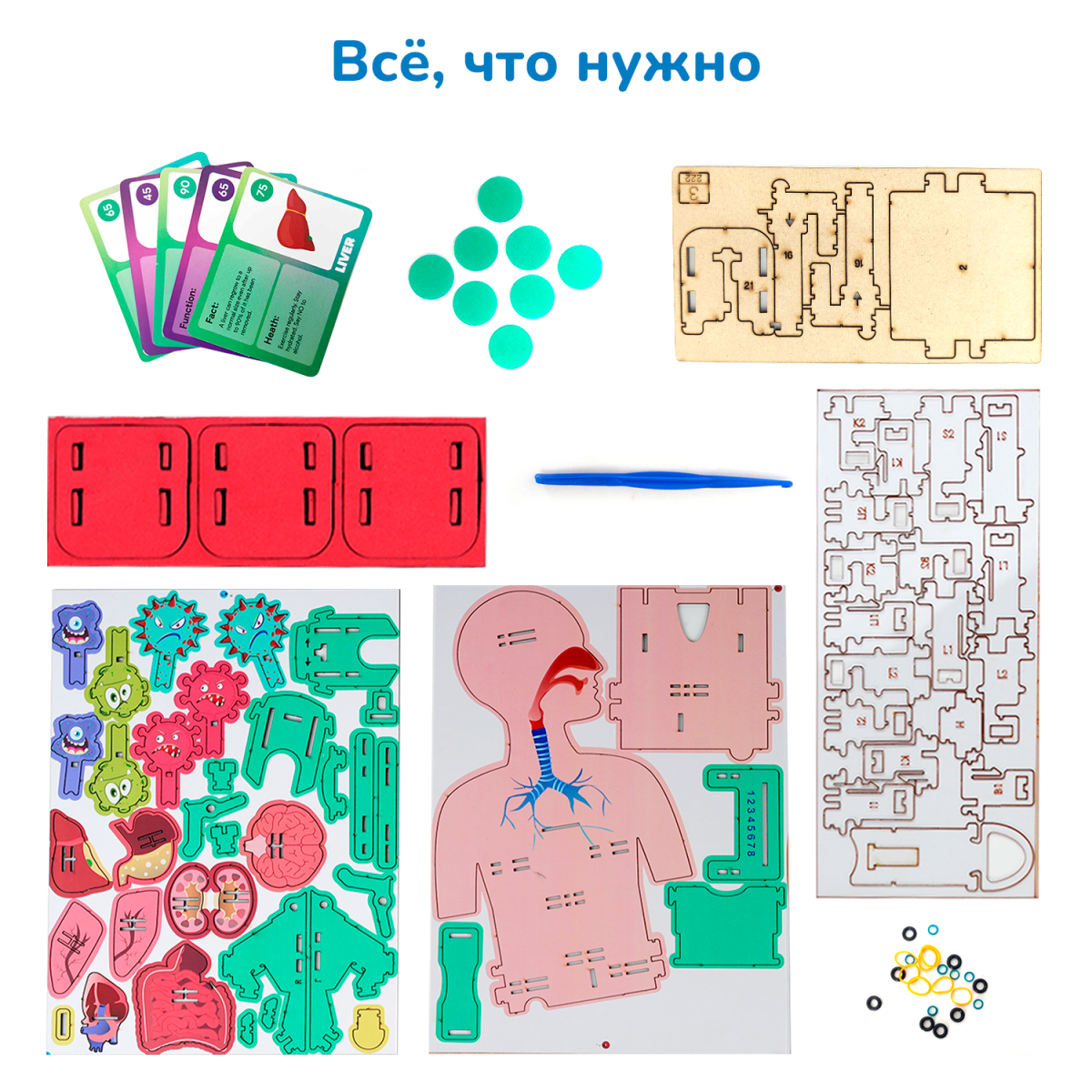 Человеческое тело | 6-10 лет